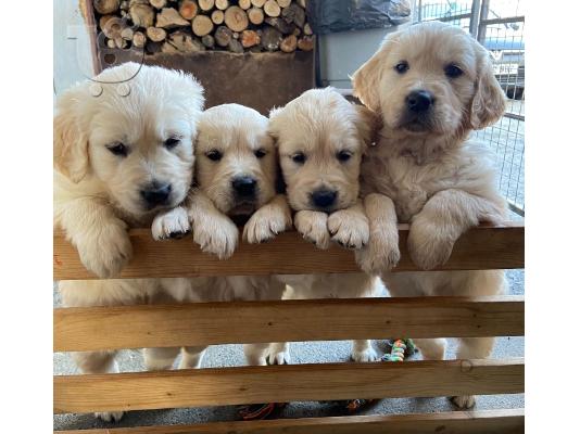 PoulaTo: Όμορφα αρσενικά και θηλυκά χρυσά retriever κουτάβια